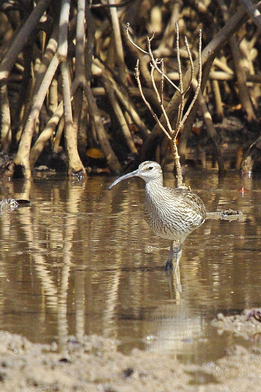 Courlis Corlieu adulte (Whimbrel, Numenius Phaeopus), Lagune de la Somone, Sénégal.